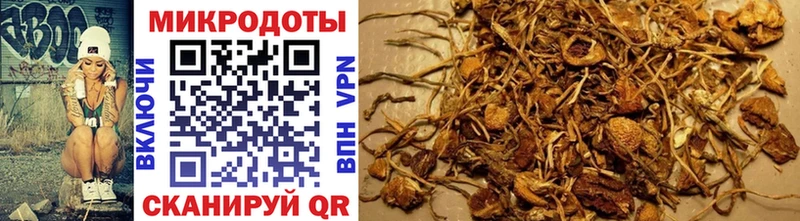Галлюциногенные грибы Psilocybe  закладка  Сосновый Бор 
